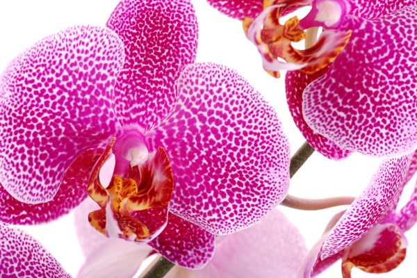 Cultivo de Orquídeas: Dicas Avançadas para Cultivar e Estimular a Floração