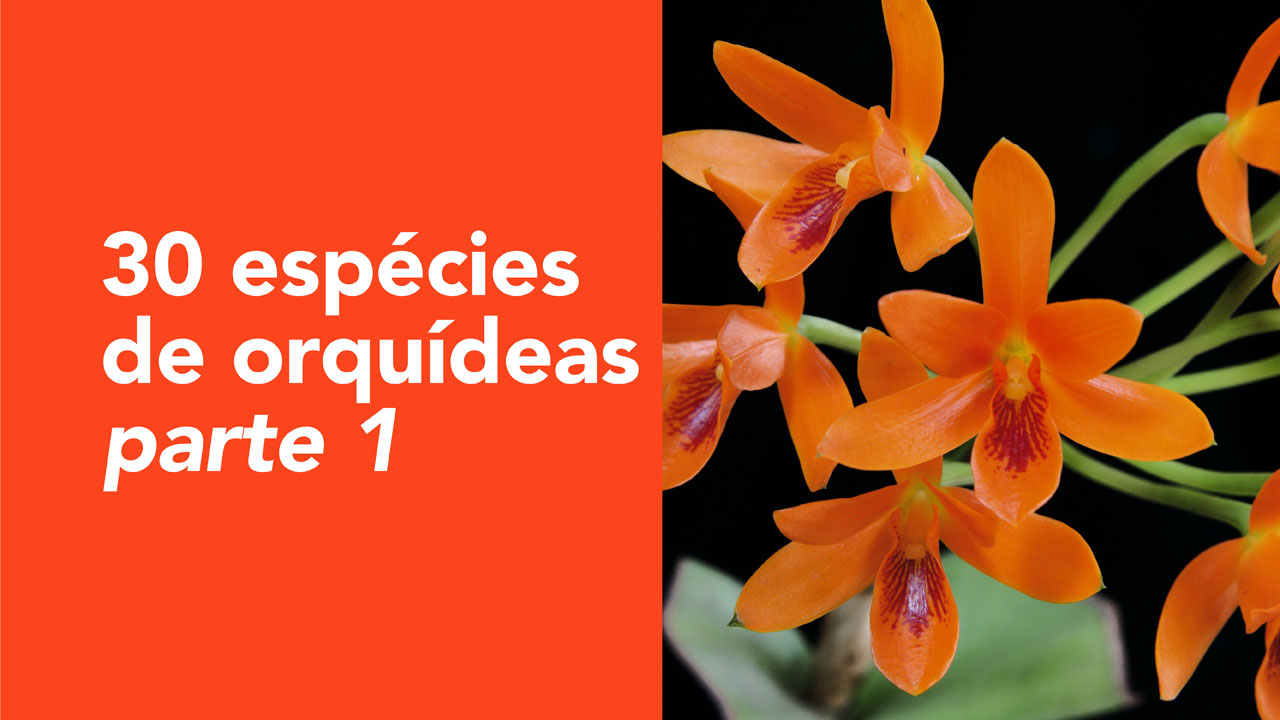 Descubra 30 Espécies de Orquídeas