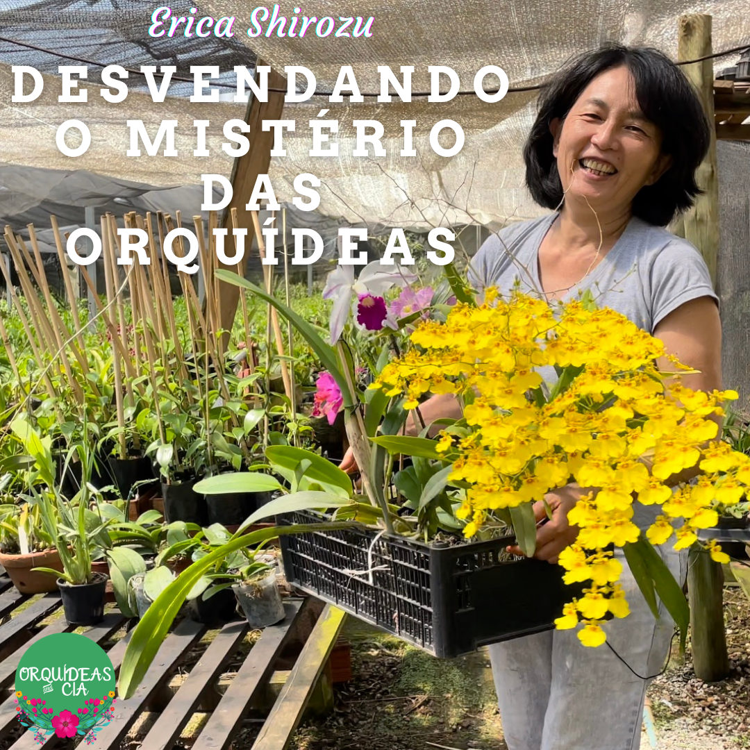 Desvendando os Mistérios das Orquídeas