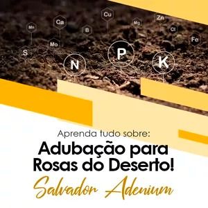 Curso 4 – Adubação para rosas do deserto